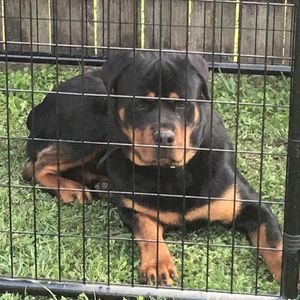 Meet your Posher, Alphonse